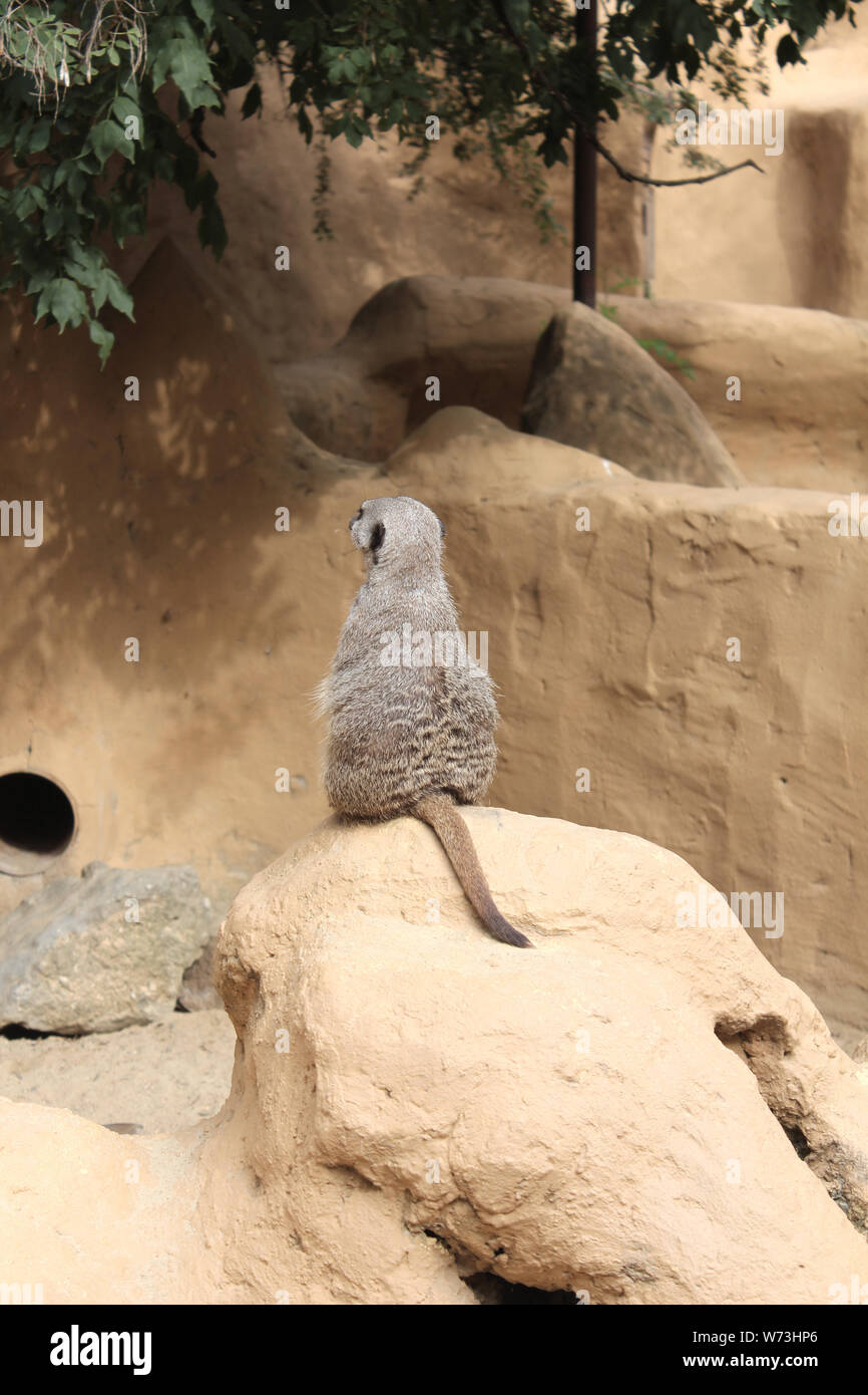 Un lemure in cattività ignora i visitatori e trasforma la sua schiena, seduto su di una roccia. Foto Stock