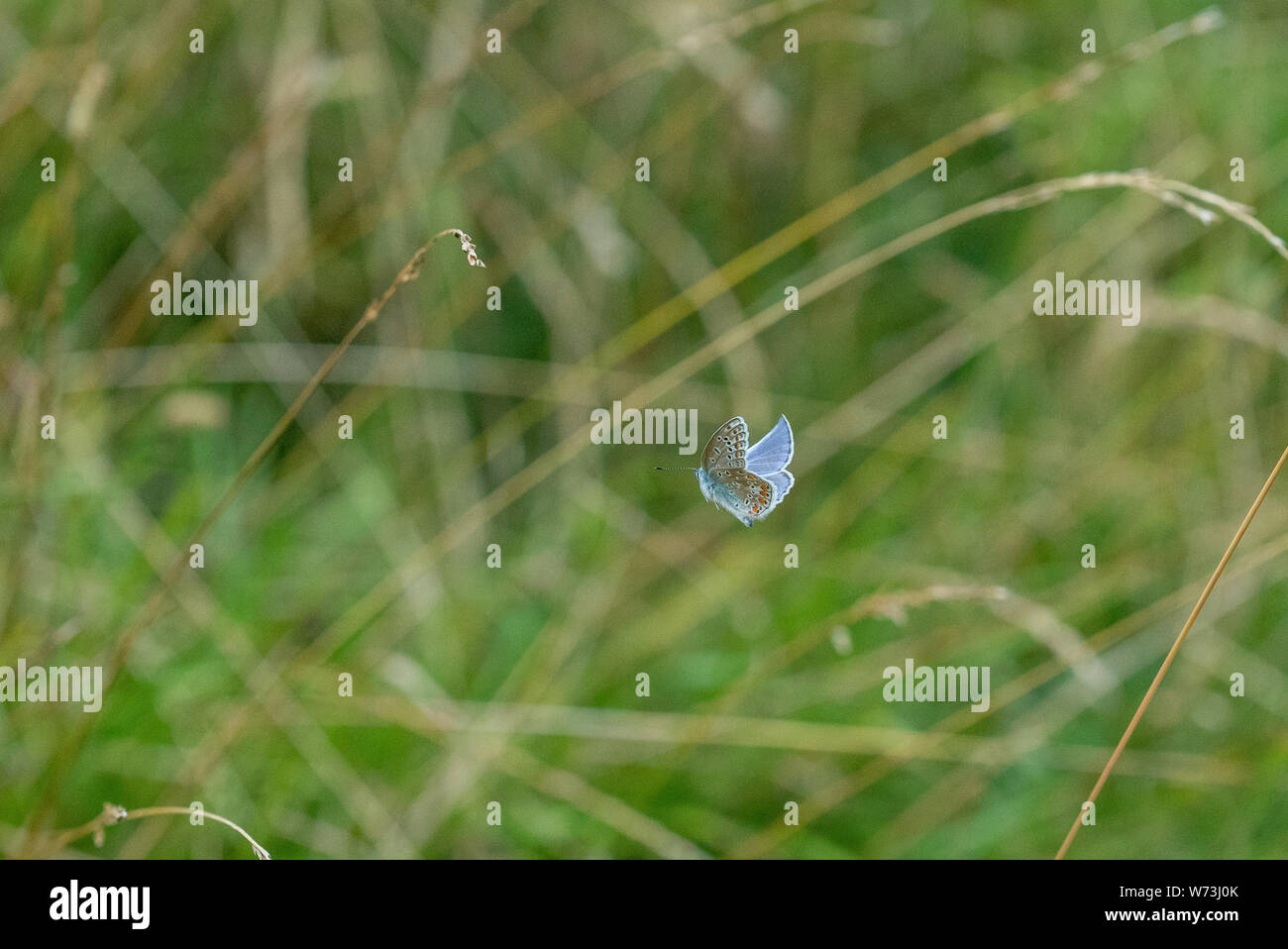 Comune di farfalle blu in volo ad Avebury fosso anello racchiudono, Avebury, WILTSHIRE REGNO UNITO Foto Stock