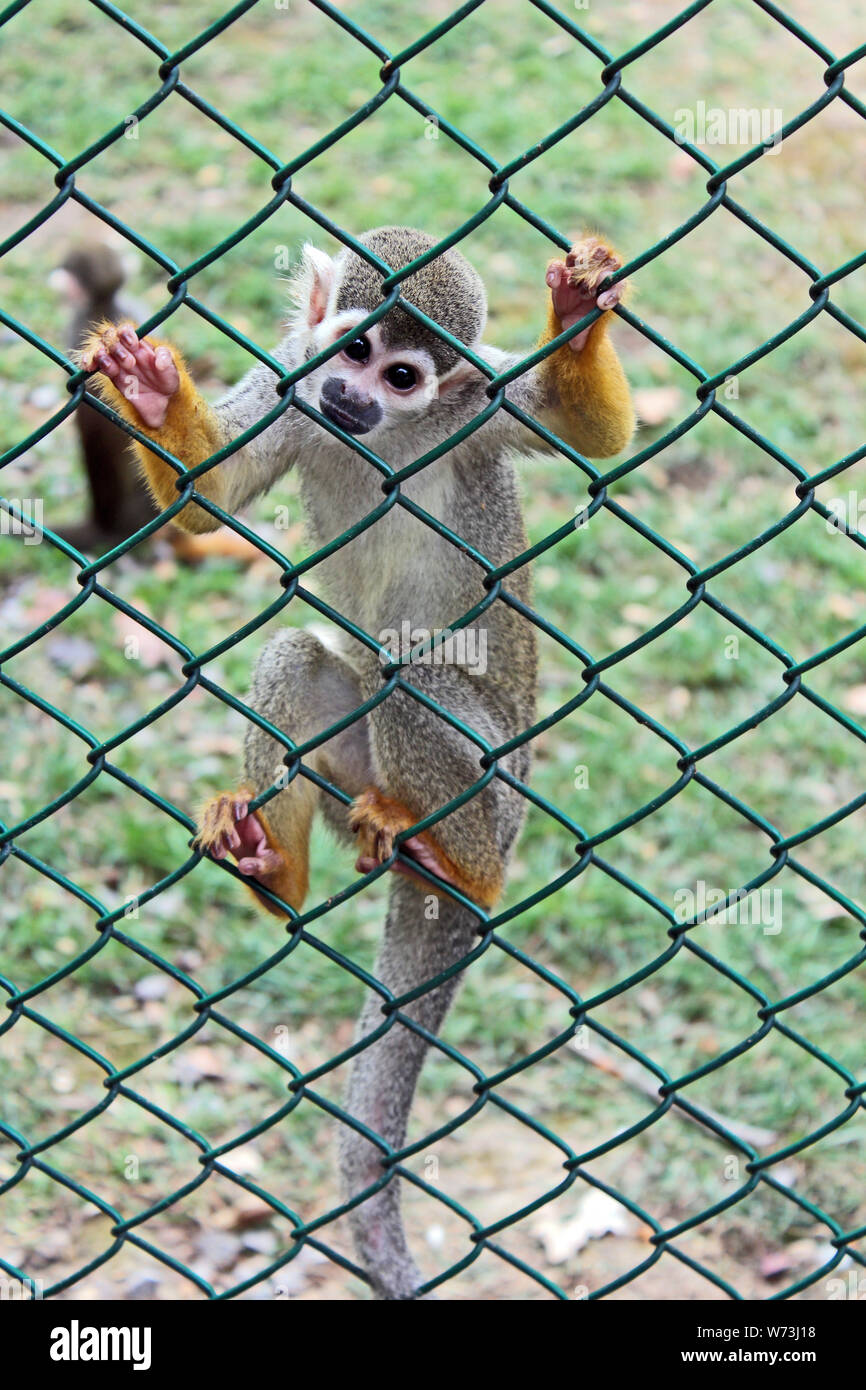 Corpo pieno ritratto di un ragno scimmia in cattività, salito sul recinto fissando l'osservatore con occhi curiosi. Foto Stock