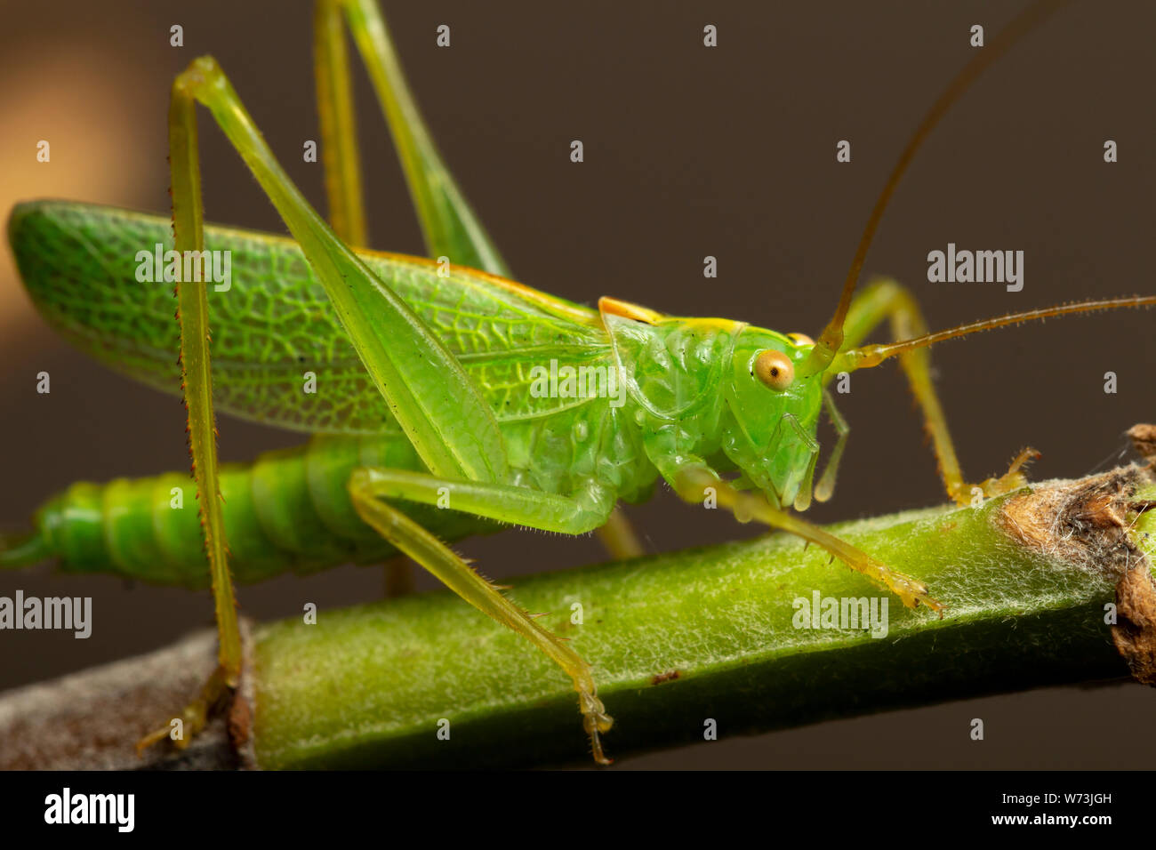 Oak Bush-cricket (Meconema thalassinum) Foto Stock