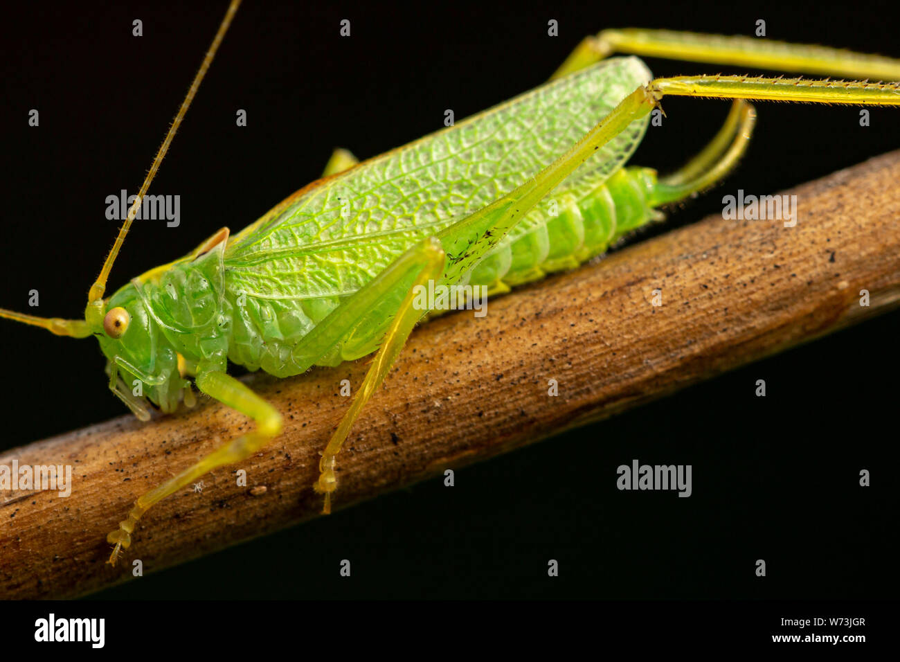 Oak Bush-cricket (Meconema thalassinum) Foto Stock