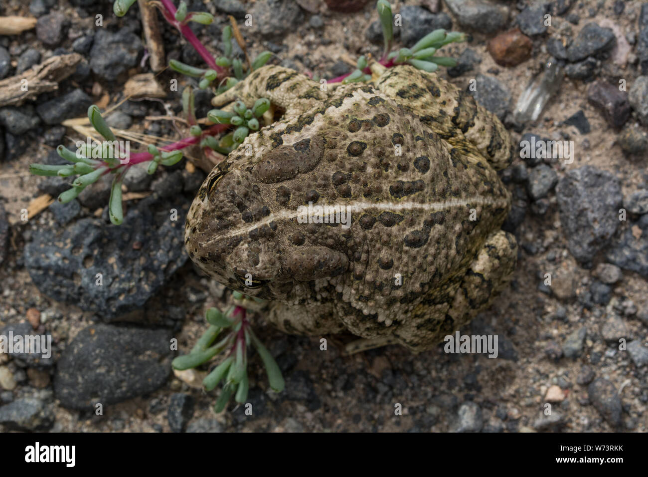 Rocky Mountain Toad (Anaxyrus woodhousii woodhousii) da Delta County, Colorado, Stati Uniti d'America. Foto Stock