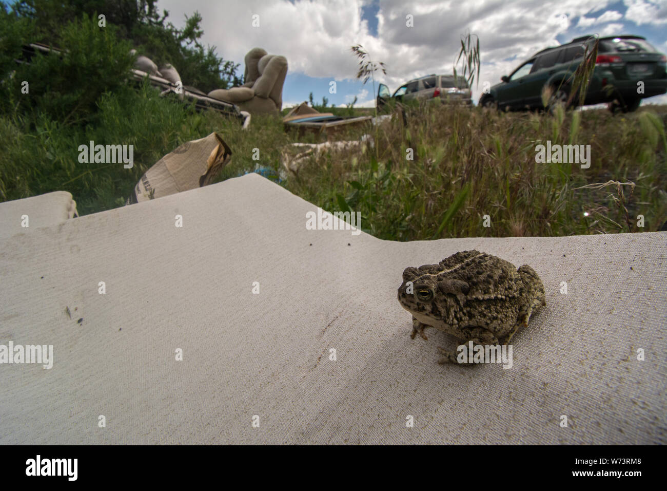 Rocky Mountain Toad (Anaxyrus woodhousii woodhousii) da Delta County, Colorado, Stati Uniti d'America. Foto Stock