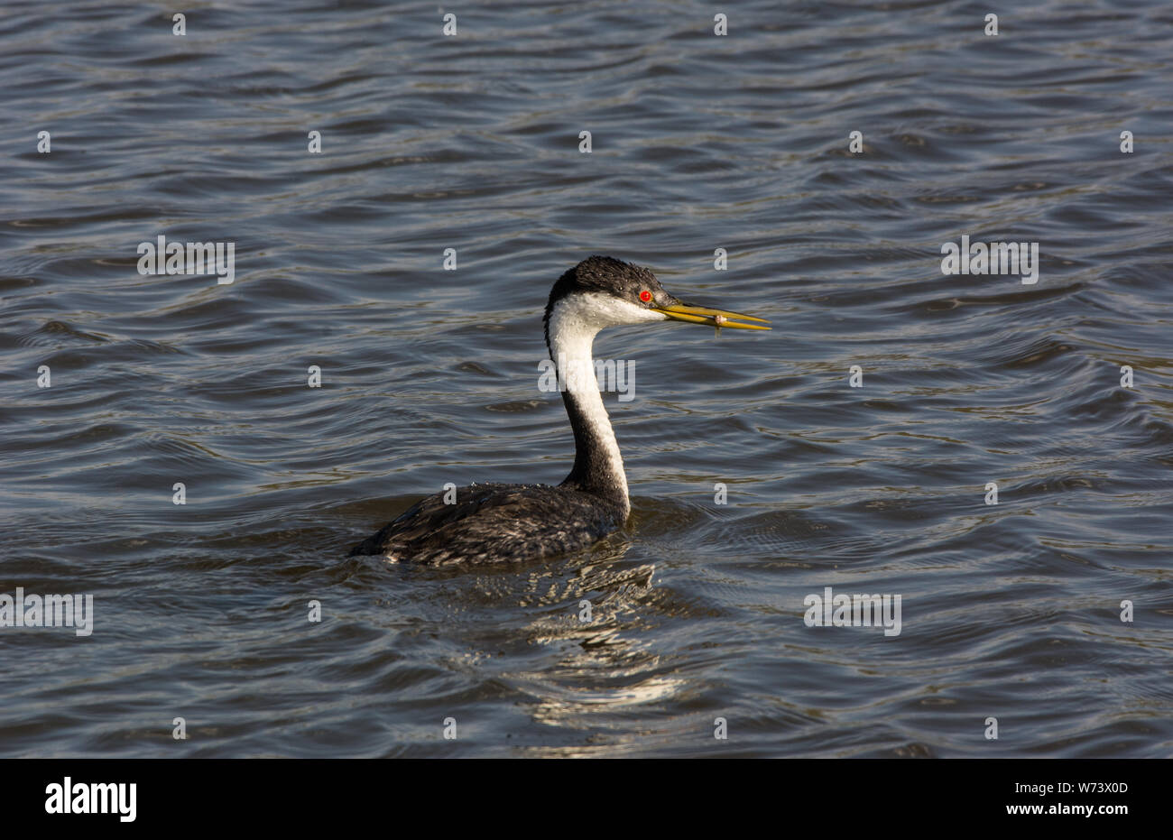 Western Grebes (Aechmophorus occidentalis) dalla Contea di Delta, Colorado, Stati Uniti. Foto Stock