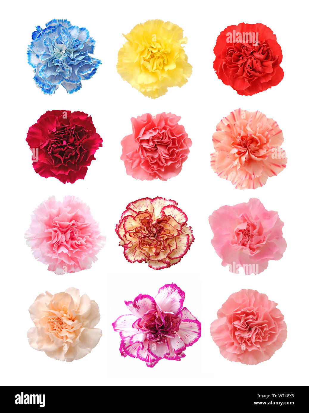 Mescolare i garofani colorati isolati su sfondo bianco Foto Stock