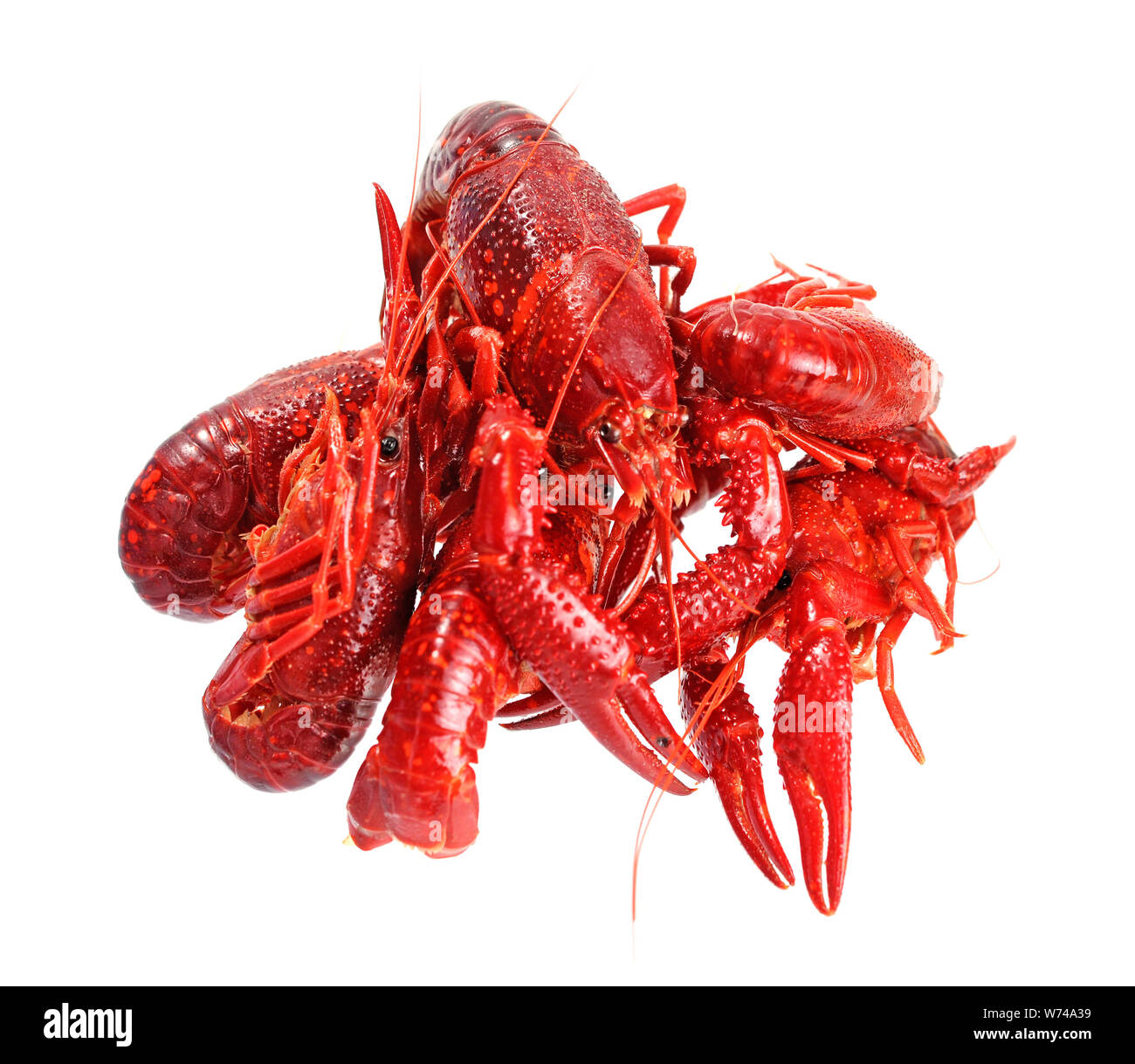 Bollito pesce craw isolato su bianco Foto Stock