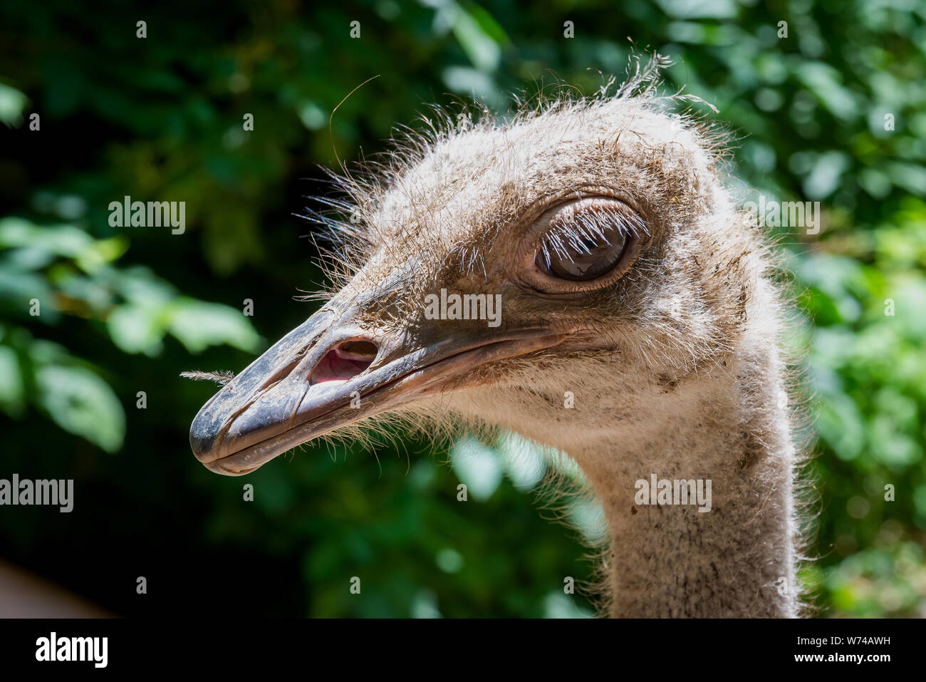 Testa di struzzo ritratto closeup. Selvatica animali in cattività Foto Stock
