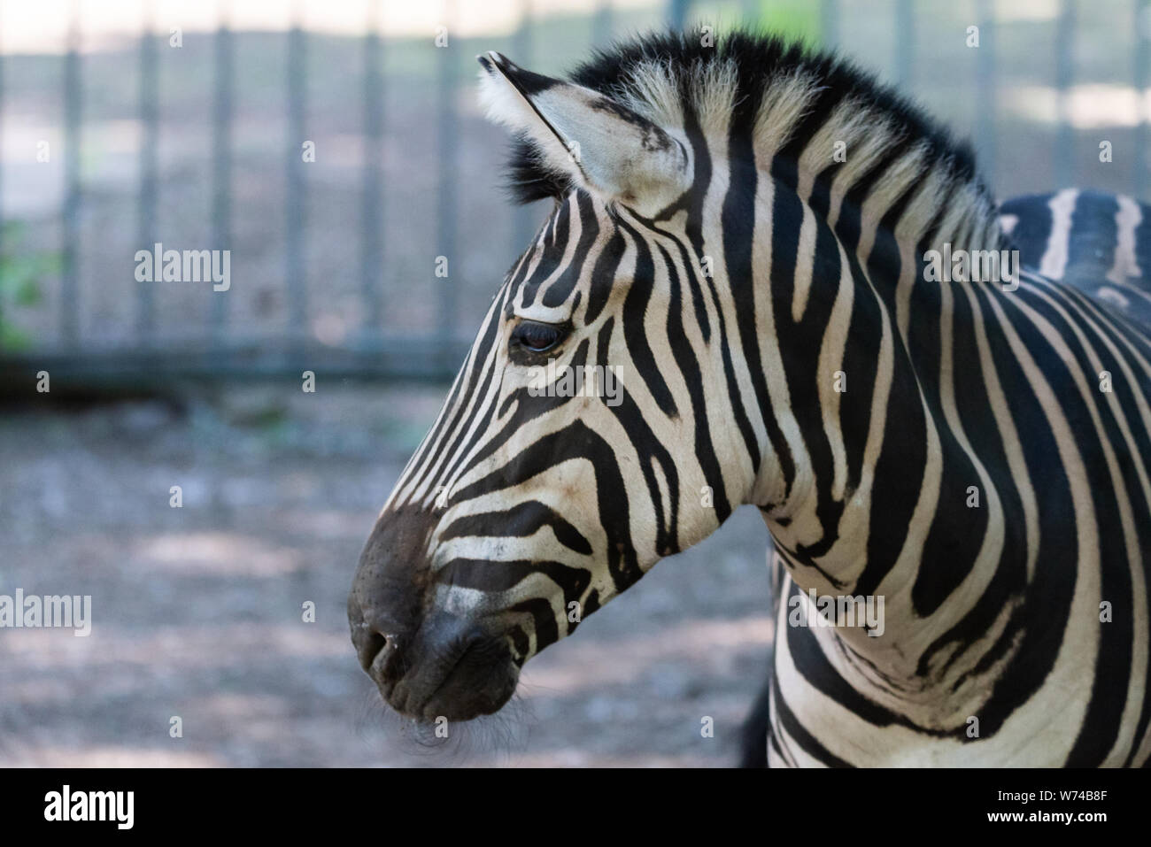 Zebra Chapman, Equus burchelli Chapmani in zoo Foto Stock