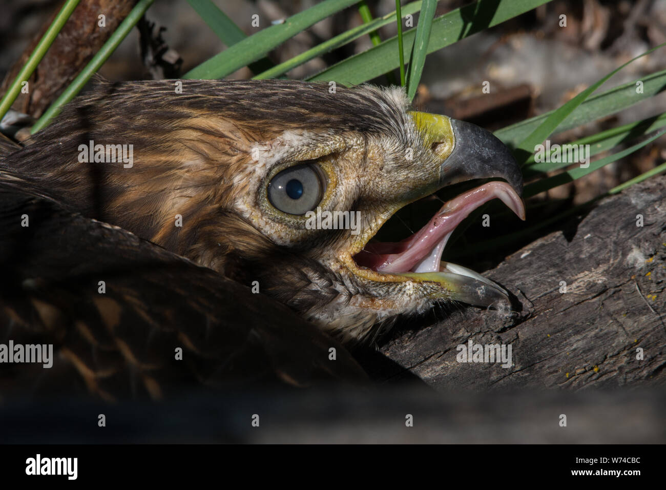 Una neonata Red-tailed Hawk (Buteo jamaicensis) da Jefferson county, Colorado, Stati Uniti d'America. Foto Stock