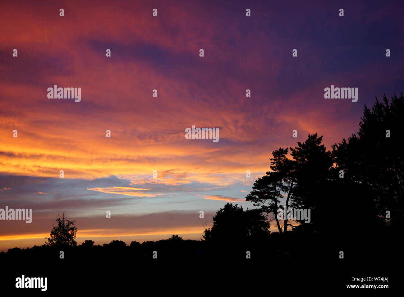 Viola, rosa e giallo le nuvole in cielo di tramonto sopra le cime degli alberi e sagome di grandi alberi. Stato del Michigan, Stati Uniti d'America Foto Stock