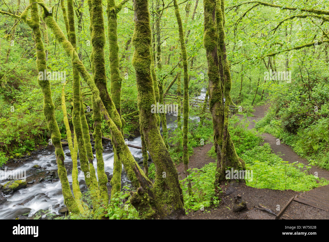 Alberi ricoperti di muschio nella foresta pluviale dell'Oregon Foto Stock