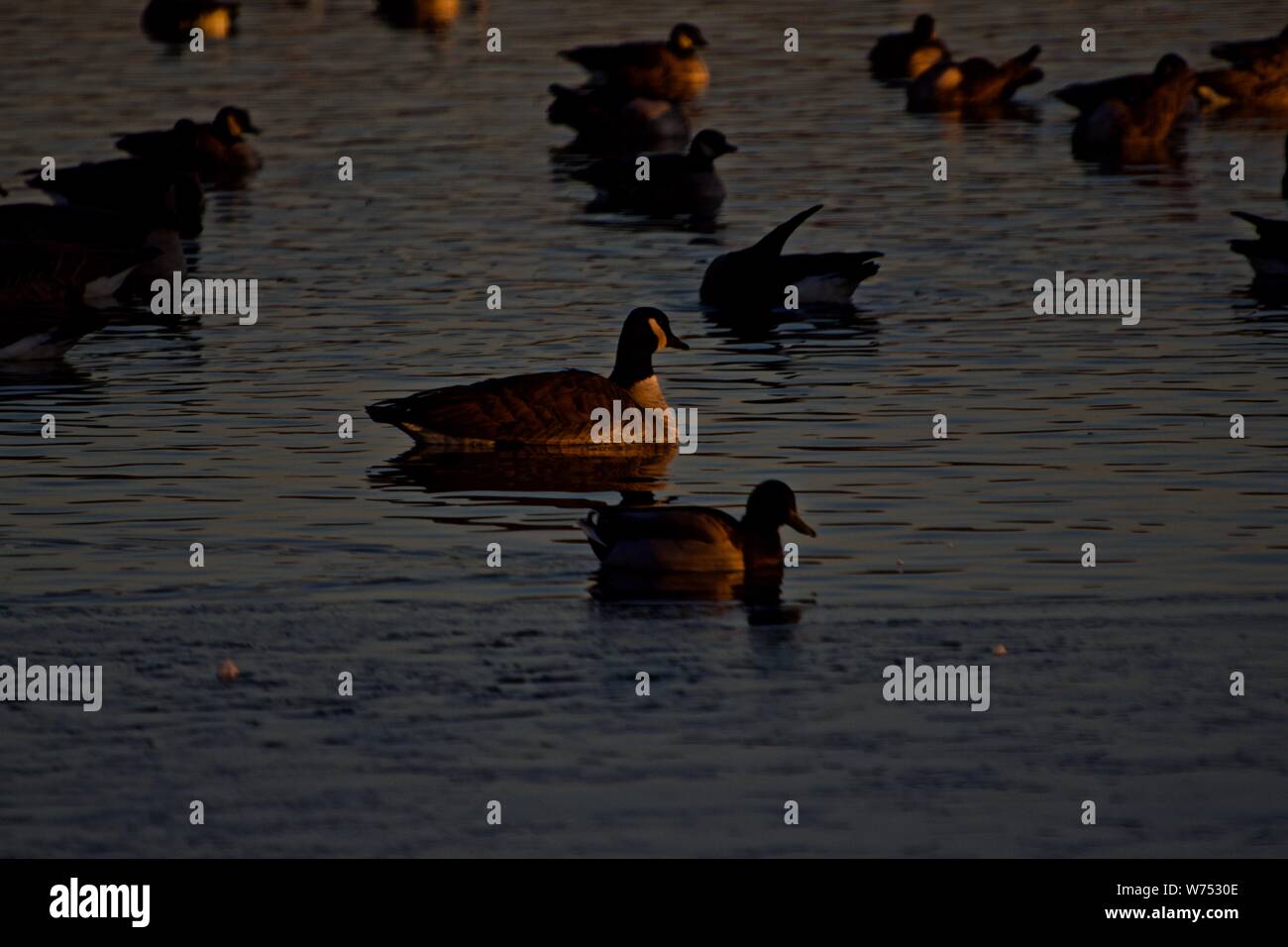 Oche del Canada svernamento su Lindsey pubblico Parco Lago di pesca, Canyon, Texas. Foto Stock