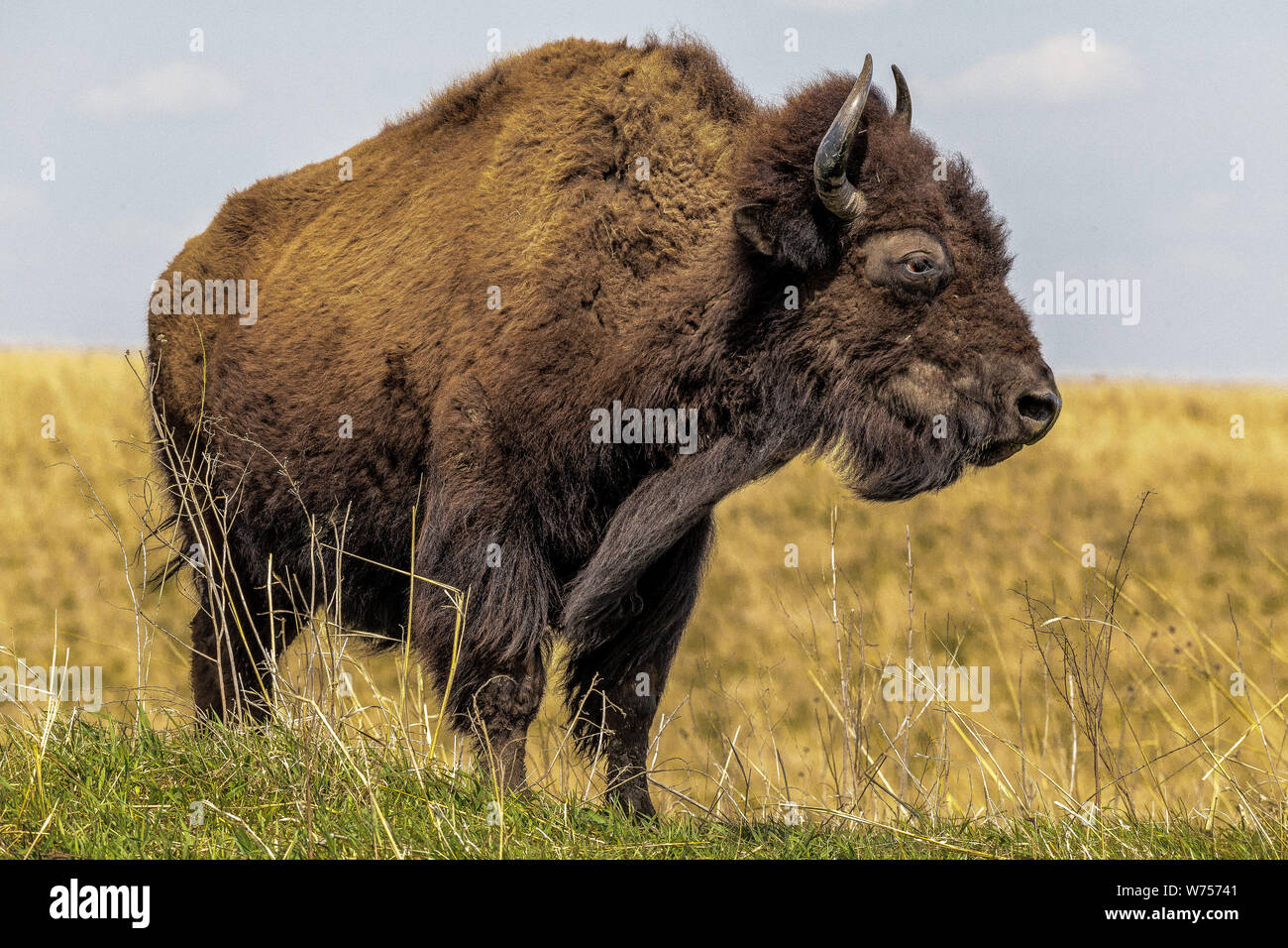 Grandi bufali con corna in piedi in un campo di erba con cielo blu Foto Stock