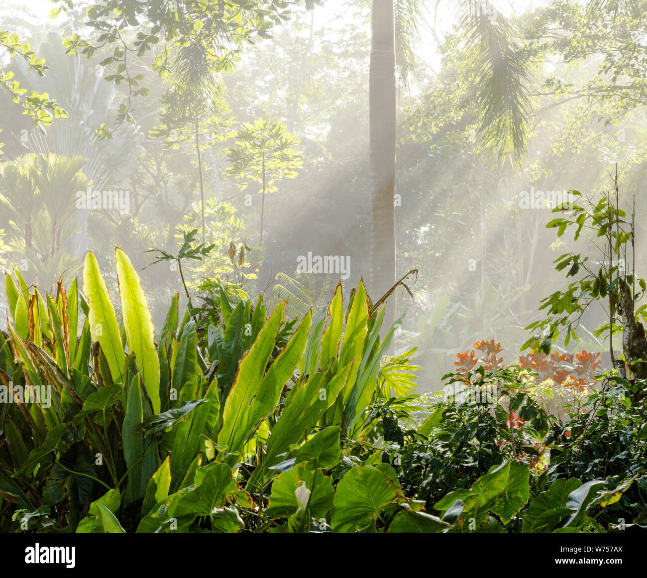 Giardino giungla in Costa Rica con raggi di sole splendente verso il basso Foto Stock