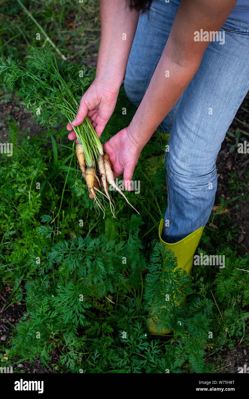 Le carote da piccola azienda agricola biologica. Contadina tenere multi carote colorate in un giardino. Concetto di agricoltura bio. Foto Stock