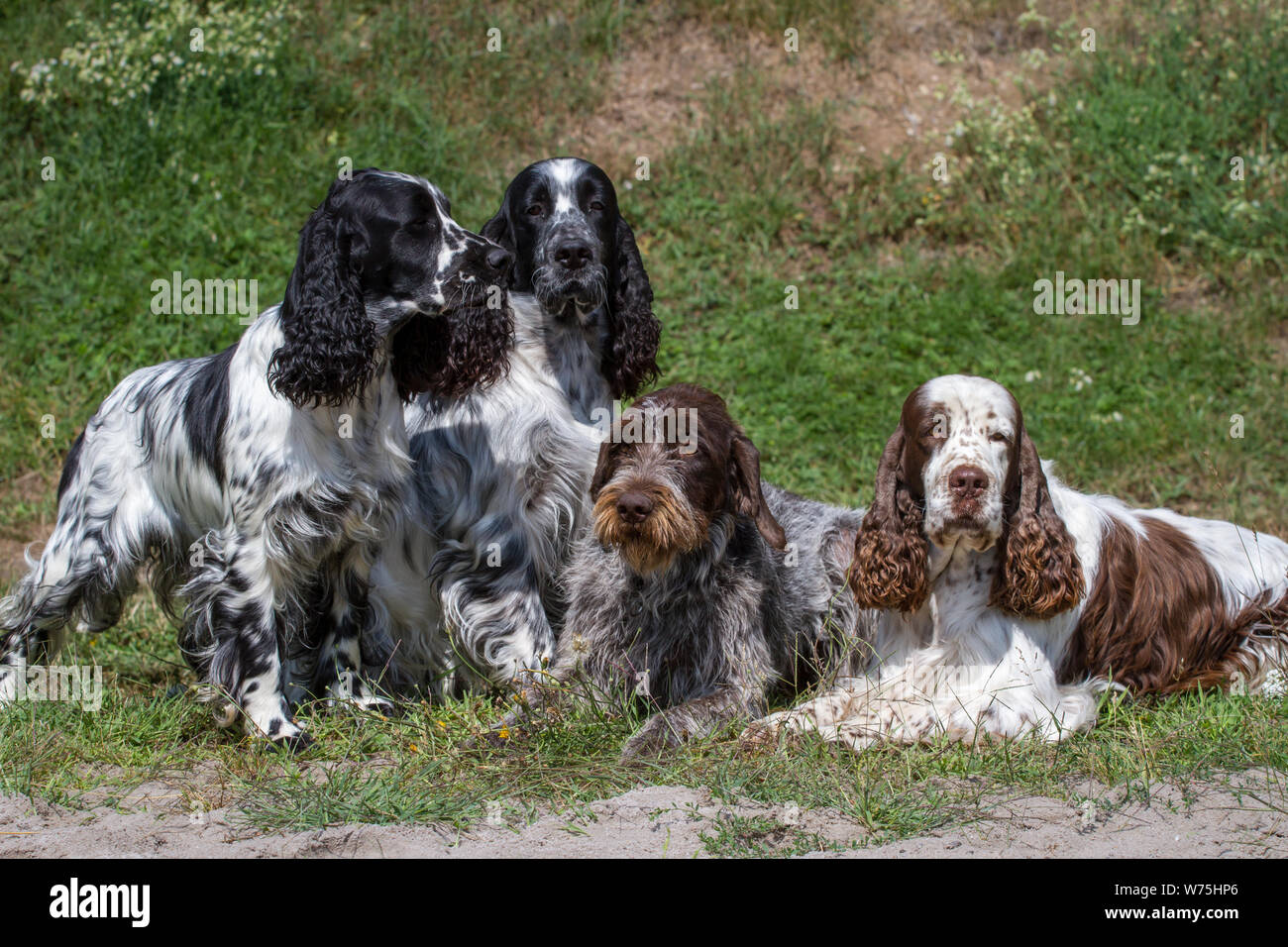 Un gruppo di tre English Springer Spaniel cani e un Cesky Fousek cane Foto Stock