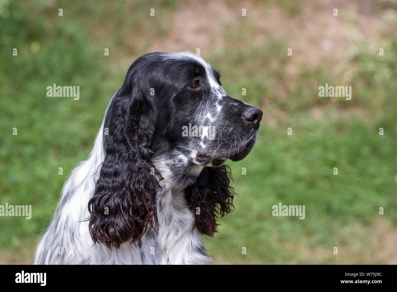 English Springer Spaniel, ritratto Foto Stock