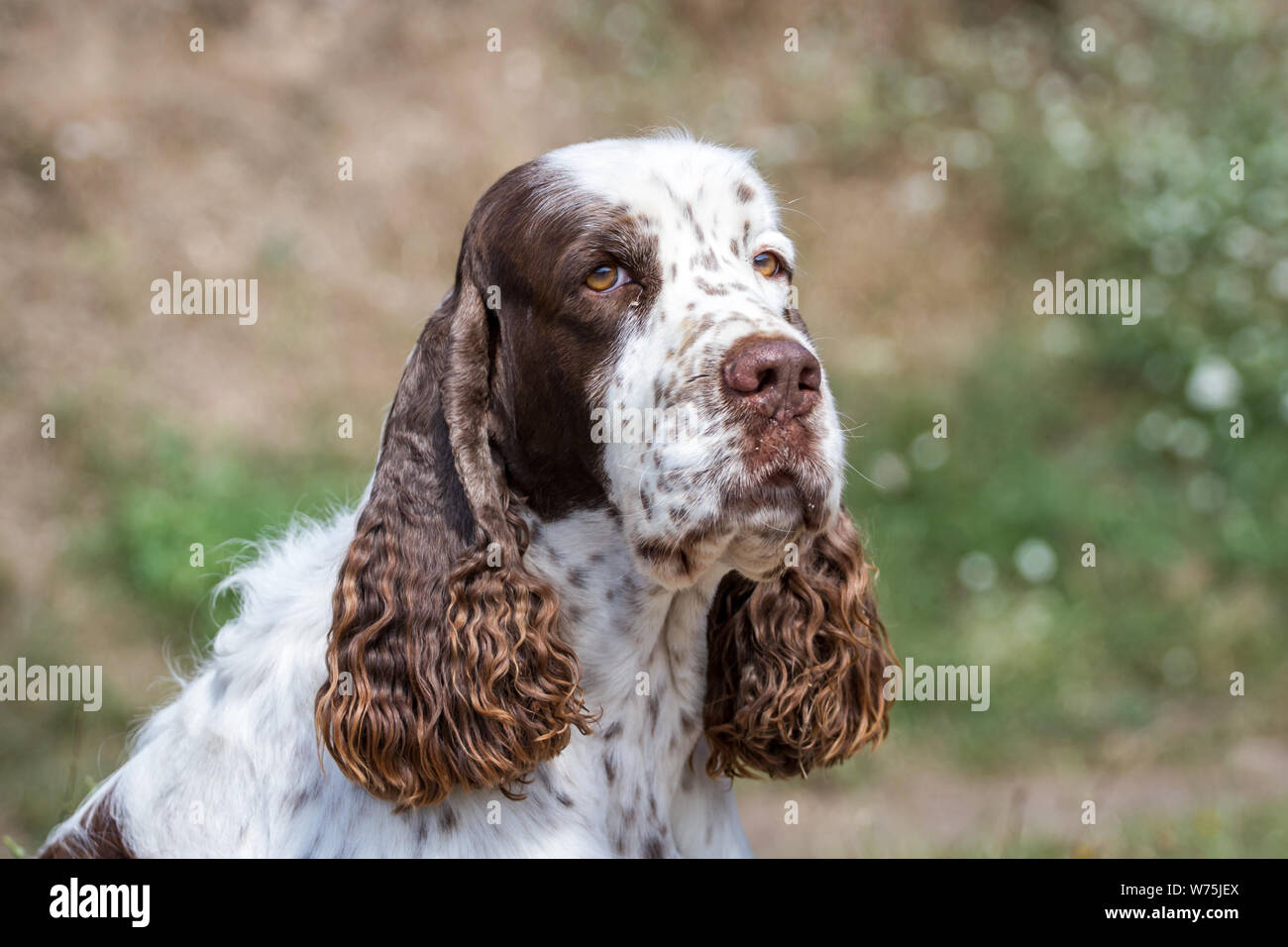 English Springer Spaniel, ritratto di testa Foto Stock