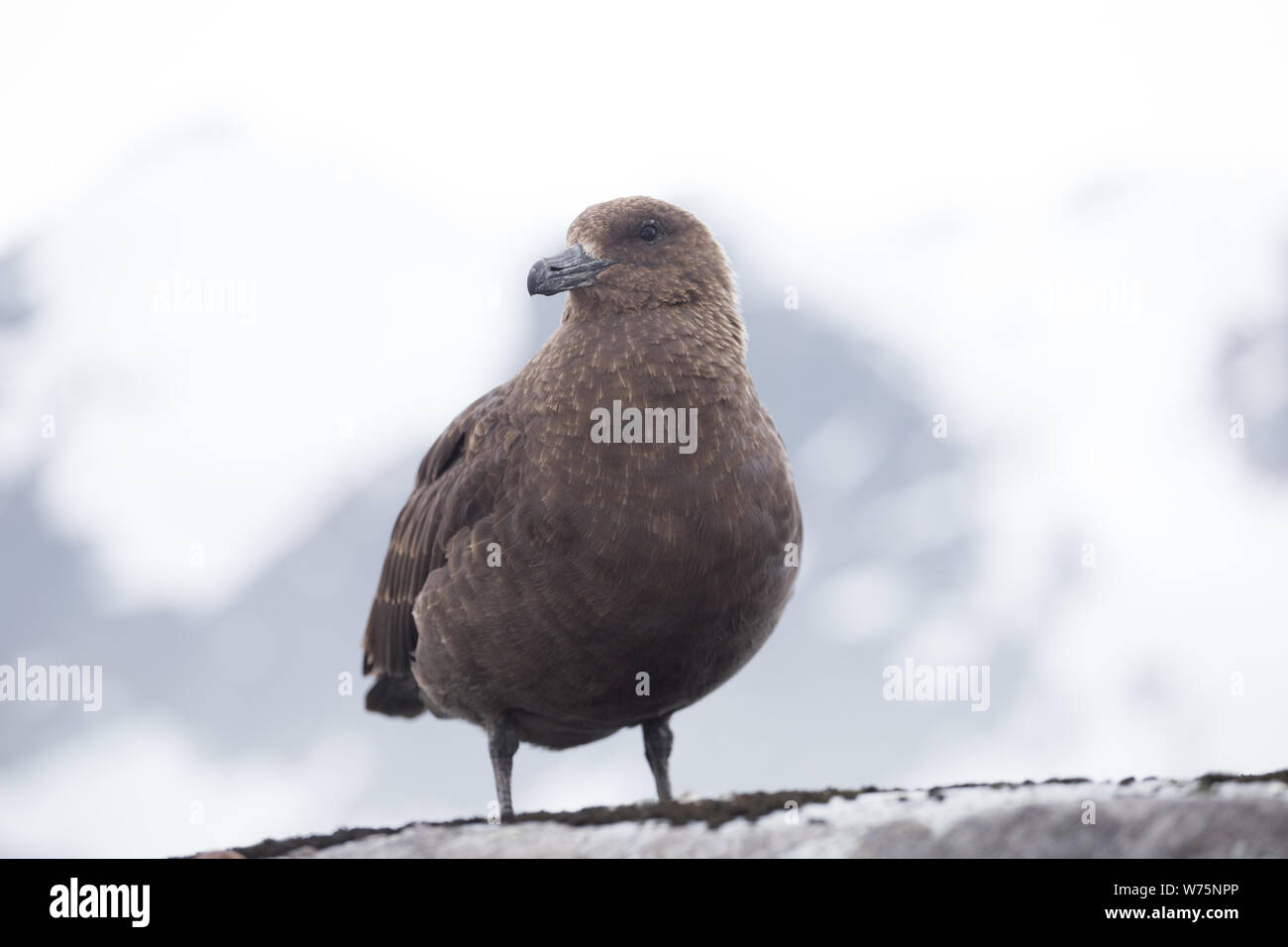 Ritratto di skua marrone, Stercorarius antarcticus , noto anche come l'Antartico skua in Petermann isola della costa nord ovest della penisola di Kiev in gr Foto Stock