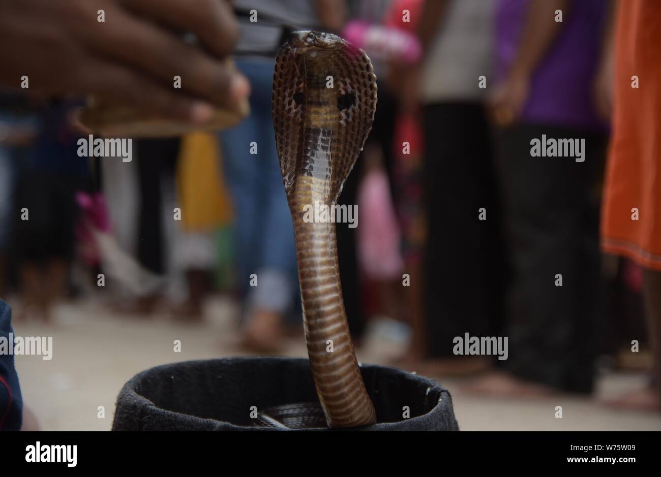 Prayagraj, India. 5° agosto 2019. Devoto indù offrono Jalabhishek ad un cobra snake in occasione del festival Nagpanchami durante il mese Shravan in Prayagraj(Allahabad) il 05 agosto 2019. Credito: Prabhat Kumar Verma/ZUMA filo/Alamy Live News Foto Stock