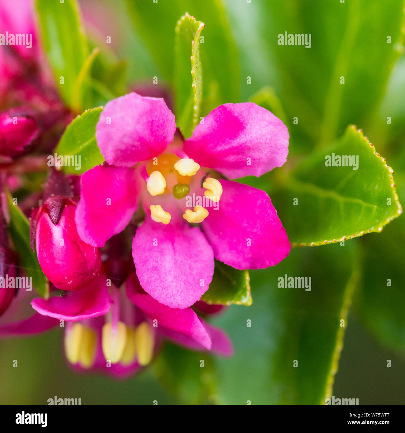 Una macro shot di alcuni escallonia bush blumi. Foto Stock