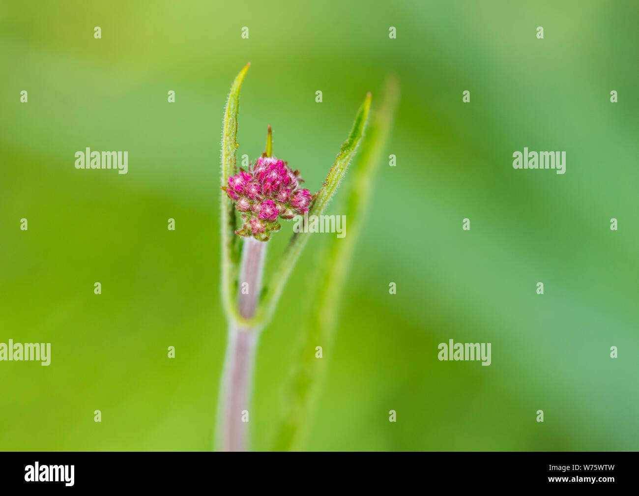 Una macro shot di alcuni verbena boccioli di fiori. Foto Stock