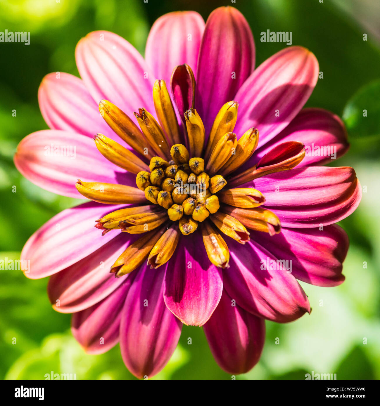Una ripresa macro di un osteospermum bloom. Foto Stock
