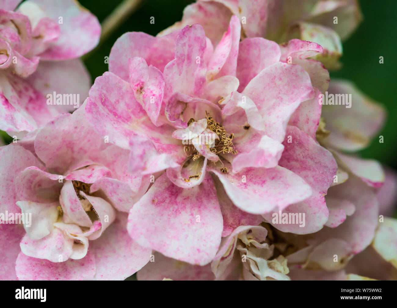 Una macro shot di alcuni rosa rosa selvatica fiorisce. Foto Stock