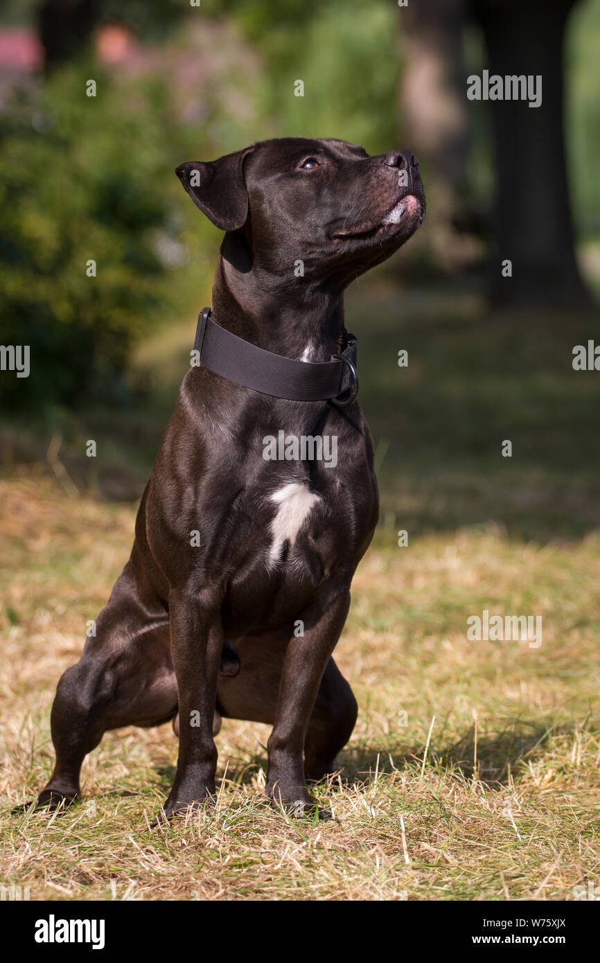 Black American Pit Bull Terrier seduta Foto Stock