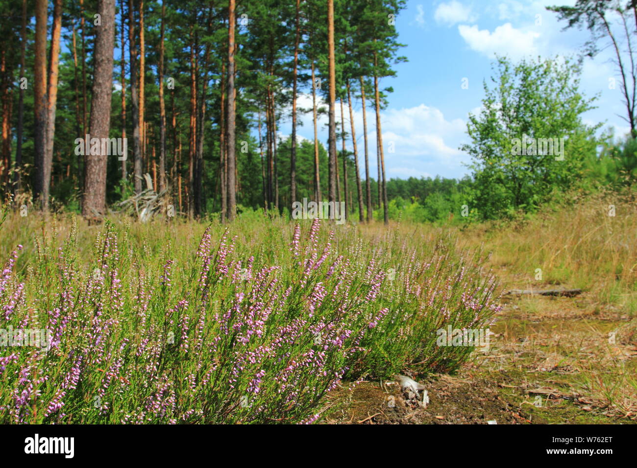 Heather nel bordo della foresta di pini in Polonia Foto Stock