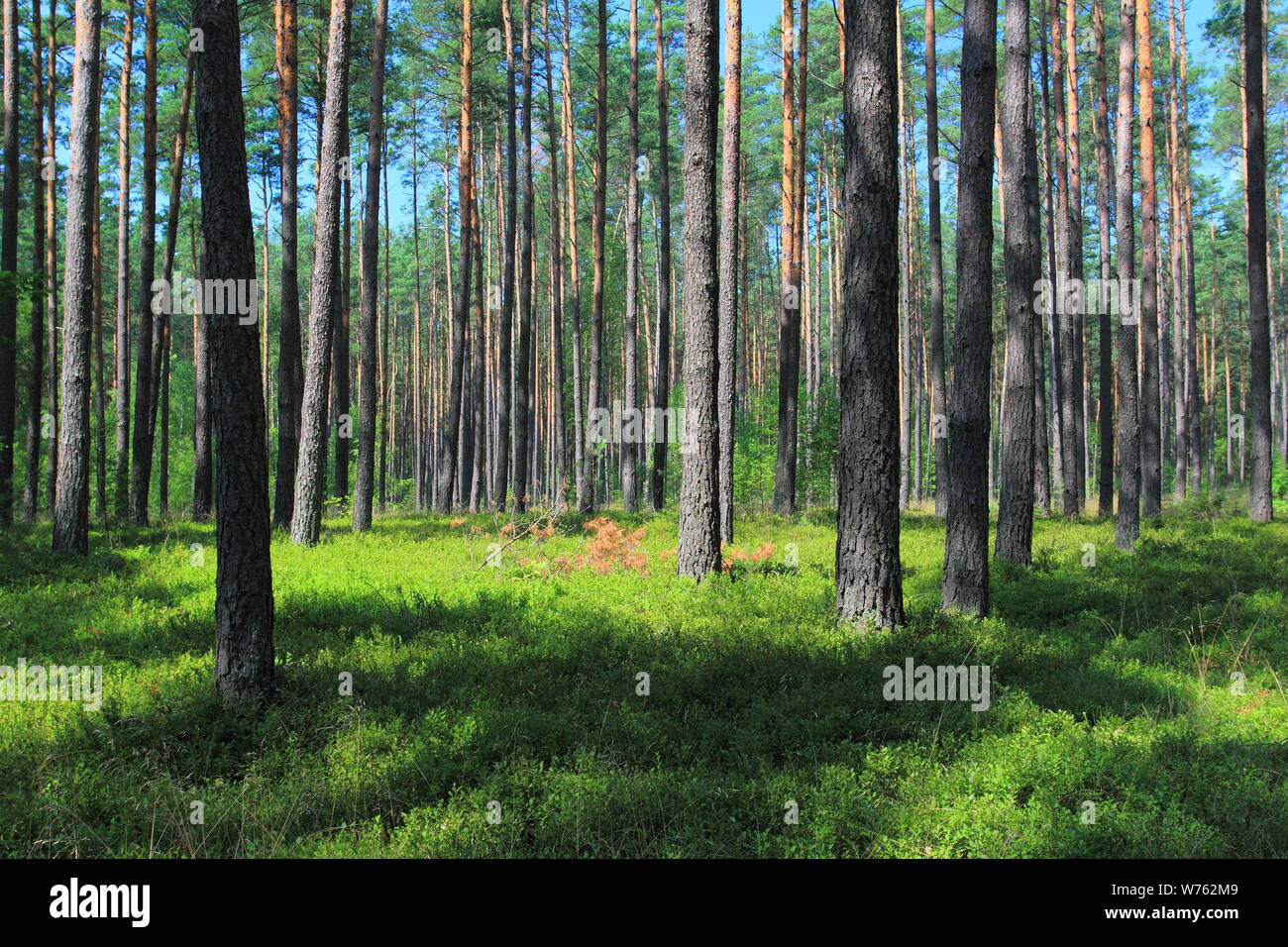 Foresta con alberi di pino nella stagione estiva Foto Stock