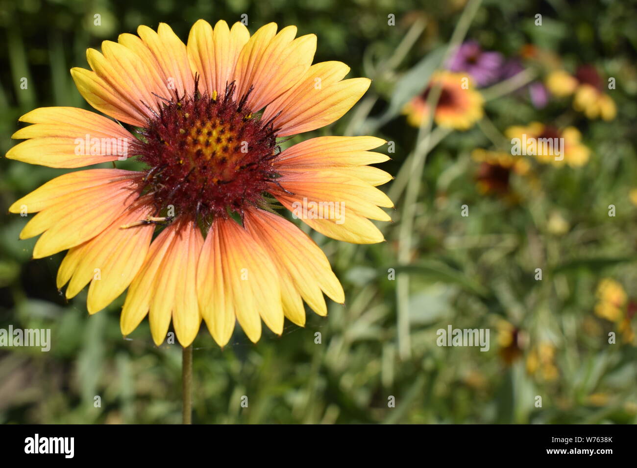 Un colorato arancione e rosso Gallardia fiori nel giardino estivo Foto Stock