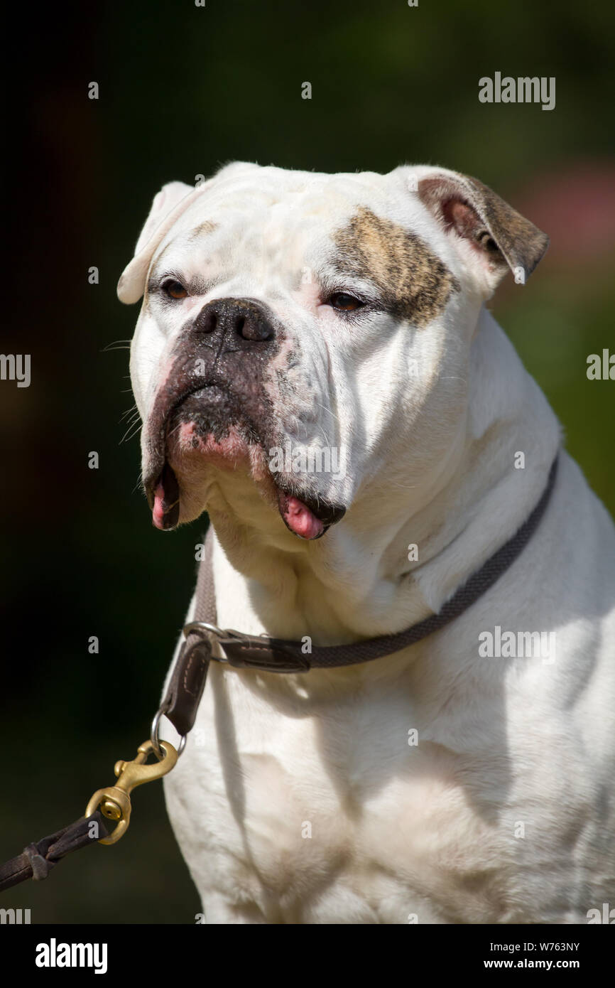 Bulldog americano, ritratto di testa Foto Stock