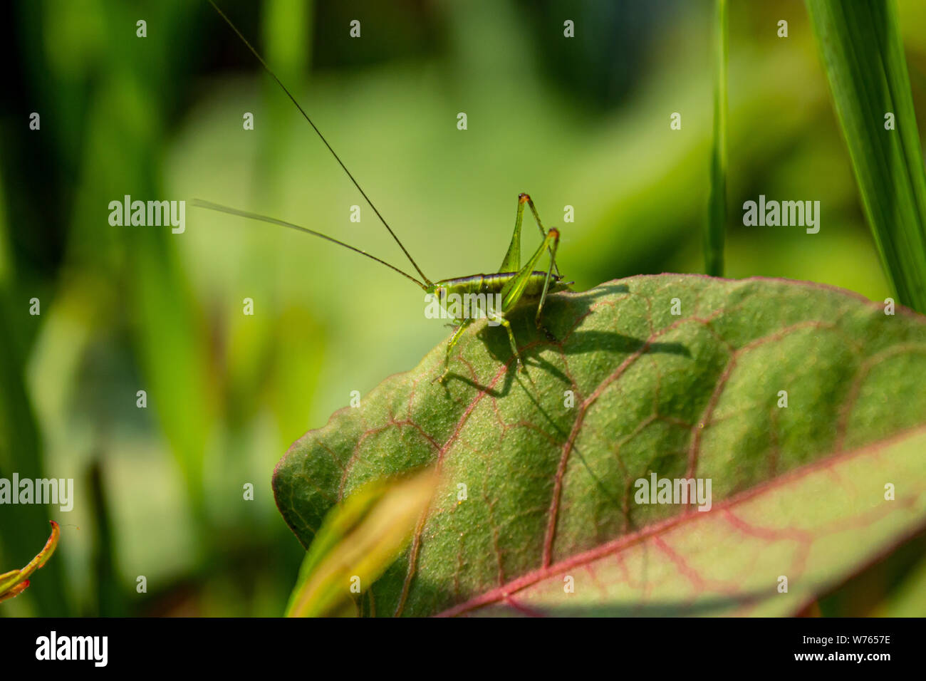 Grasshopper sulla vegetazione Foto Stock