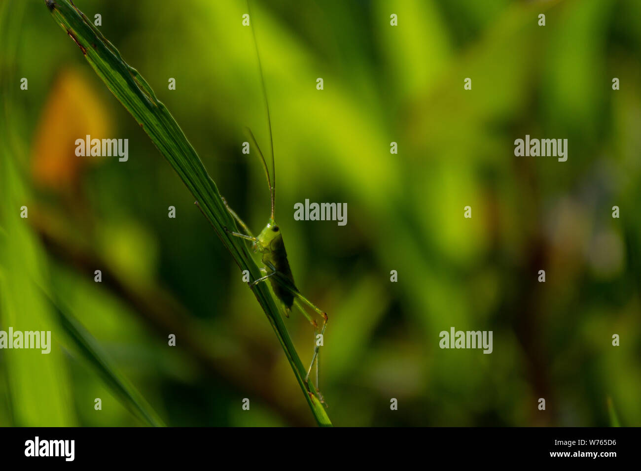 Grasshopper sulla vegetazione Foto Stock