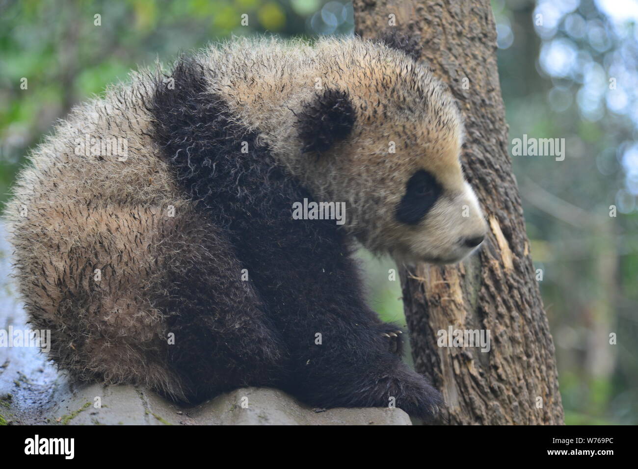 Un fangoso panda gigante cub giace su un cavalletto vicino a un albero in corrispondenza di una base della Cina conservazione e centro di ricerca per il panda gigante nel sud-ovest della Cina di Sichu Foto Stock