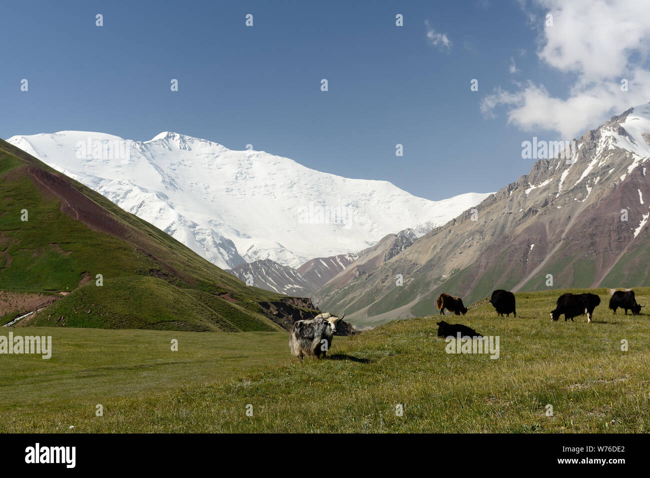 La bellissima Pamir Mountains, trekking destinazione. Vista sul picco Lenin e yak, Kirghizistan, l'Asia centrale. Foto Stock