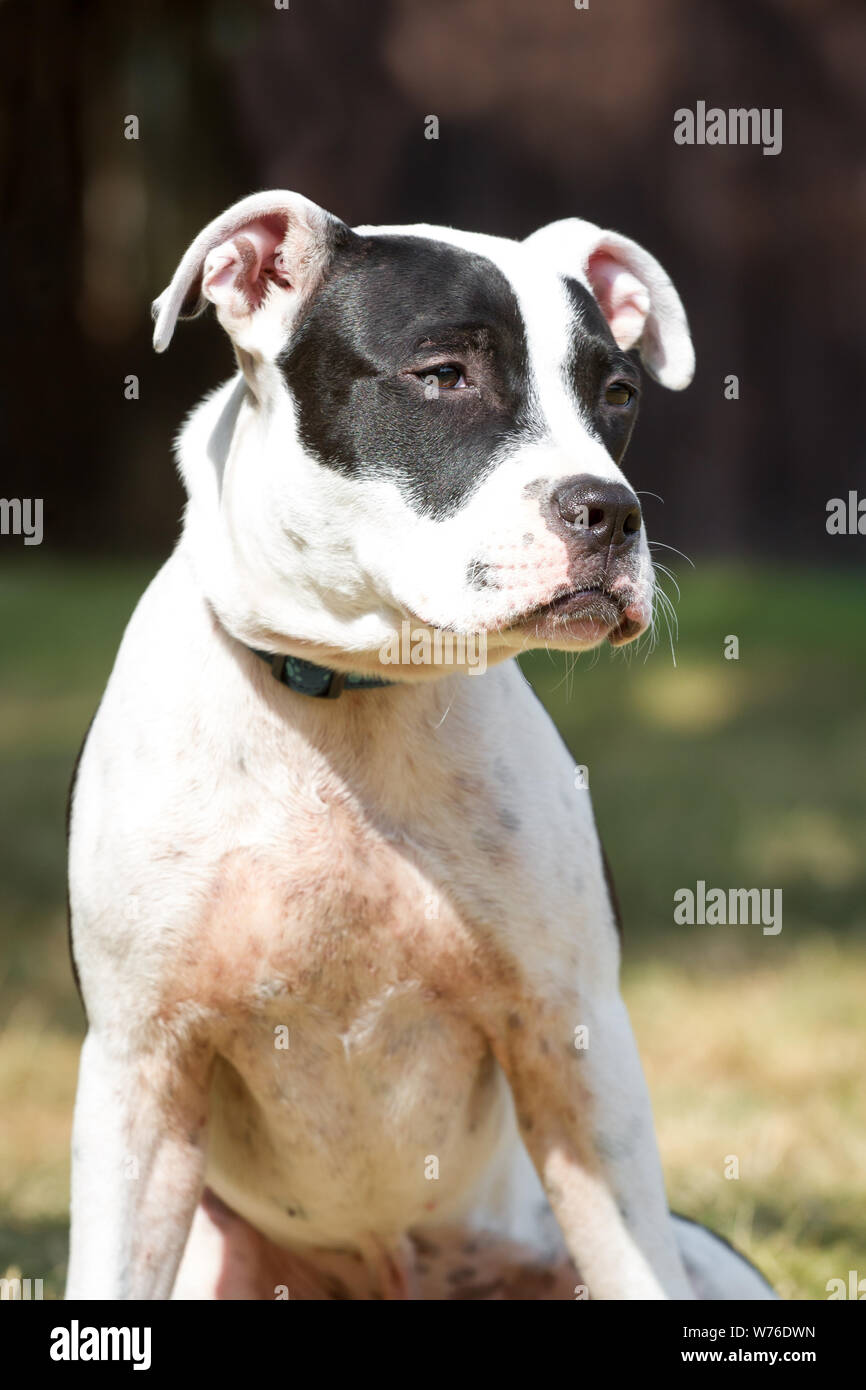 Bianco e nero Young American Pit Bull Terrier Foto Stock