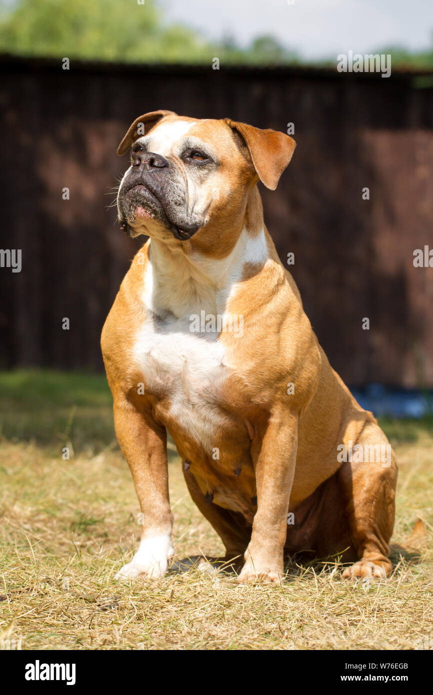 Olde English Bulldog, tipo Leavitt Foto Stock