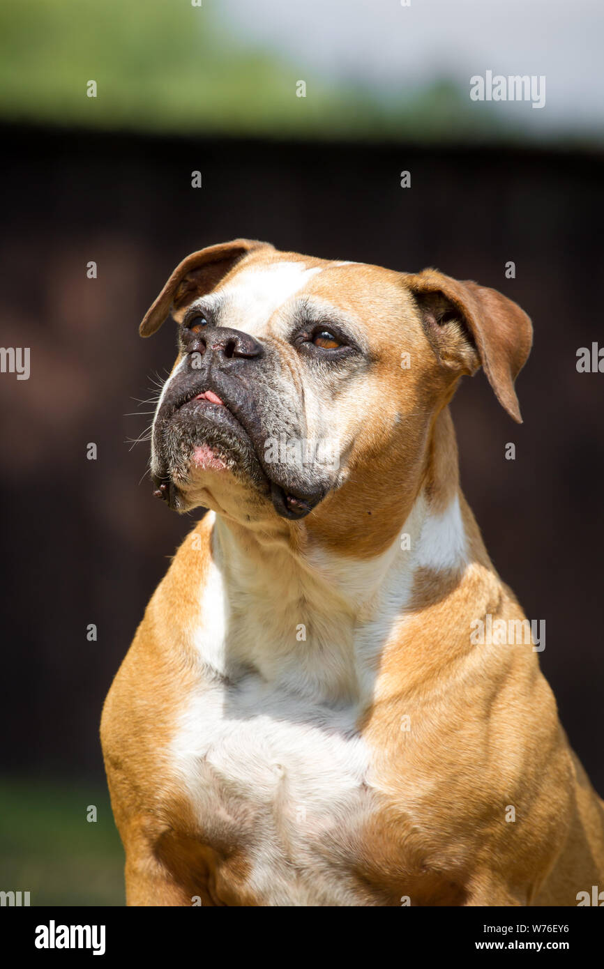 Olde English Bulldog, tipo Leavitt Foto Stock