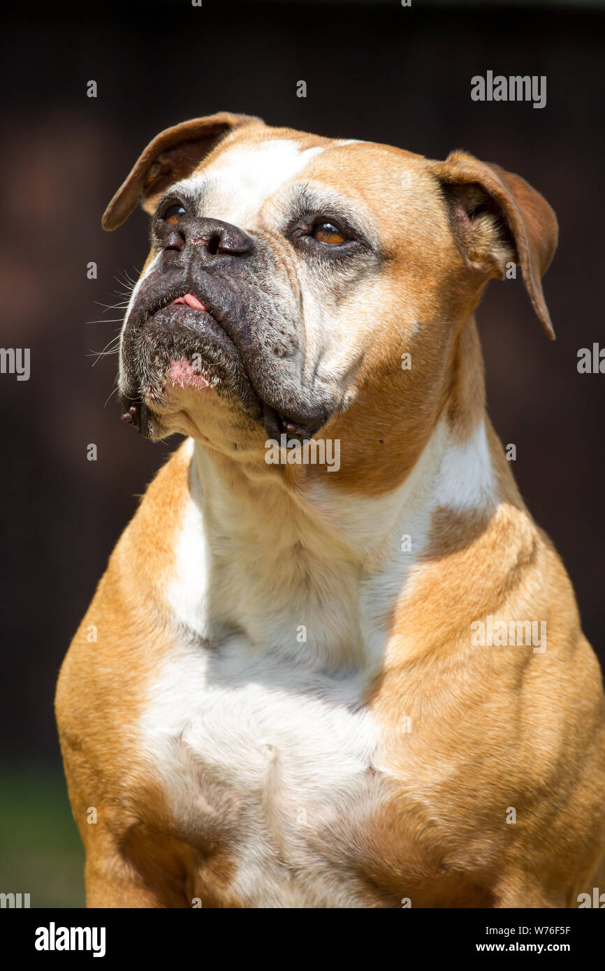 Olde English Bulldog, tipo Leavitt Foto Stock