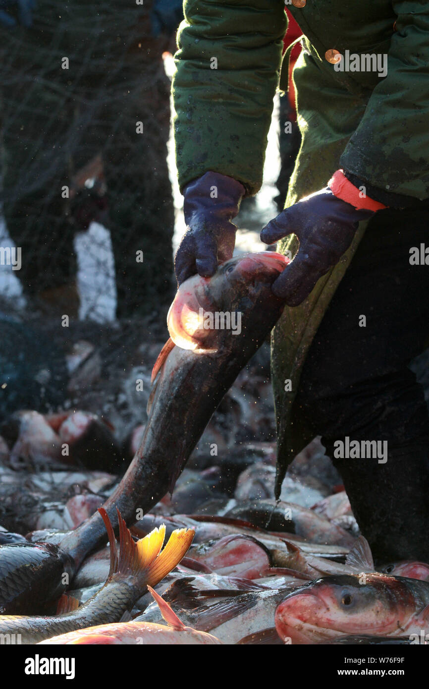 Un pescatore cinese si ritiene che le catture di pesci raccolti dal ghiaccio-coperto Lianhuan lago durante la seconda Lianhuan lago pesca festival del turismo nella città di Daqing, Foto Stock