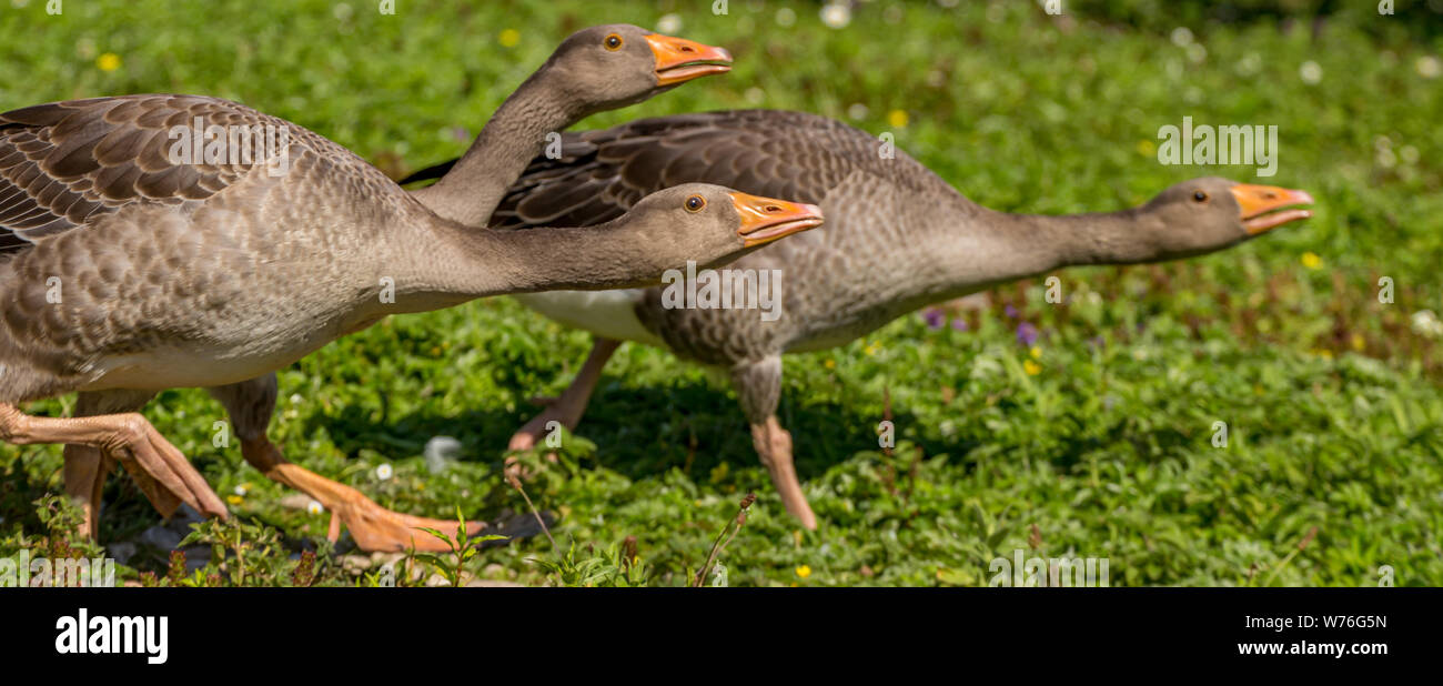 Tre oche Graylag a Slimbridge Foto Stock