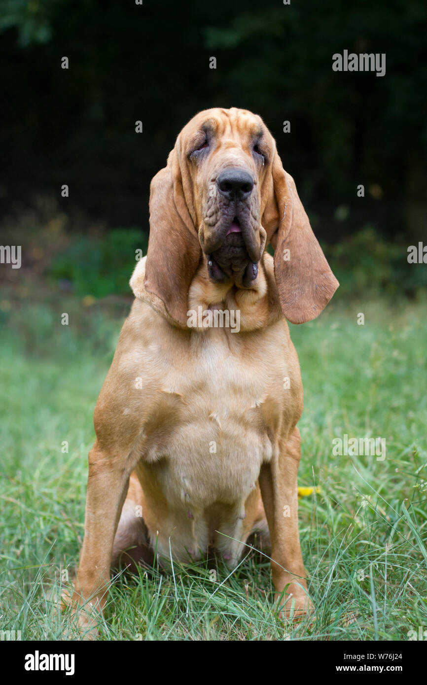 Bloodhound Foto Stock