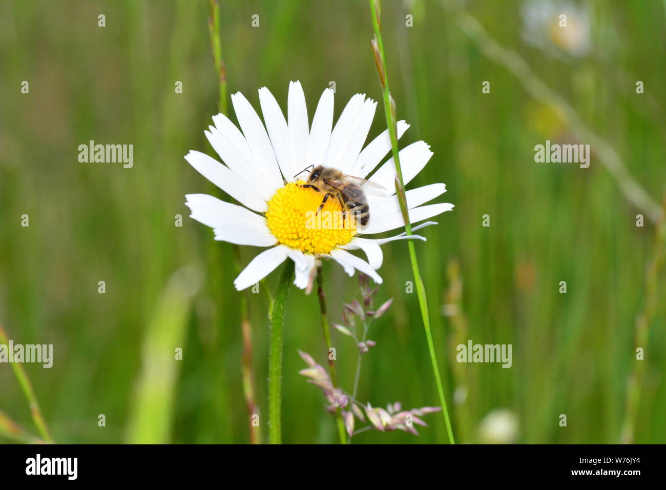 Un'ape ( Apoidea ) su una margherita nel verde della natura con spazio di copia Foto Stock