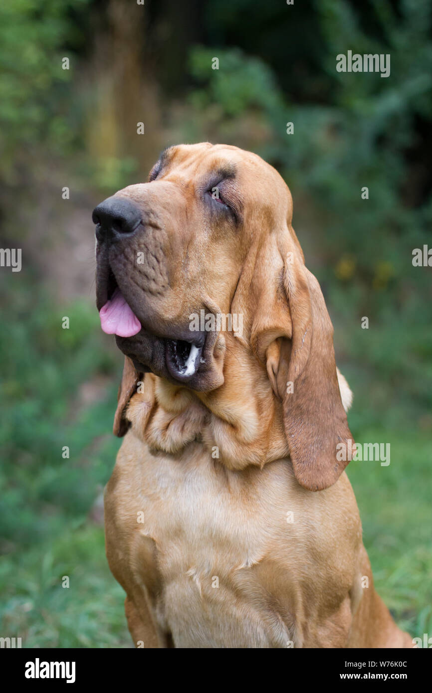 Bloodhound Foto Stock