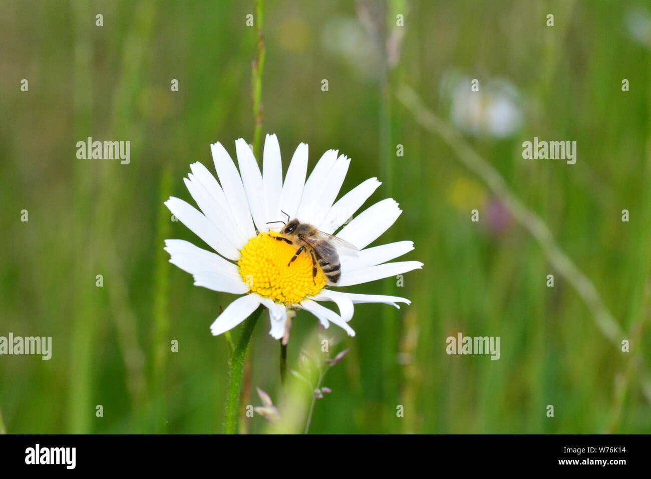 Un'ape ( Apoidea ) su una margherita nel verde della natura con spazio di copia Foto Stock