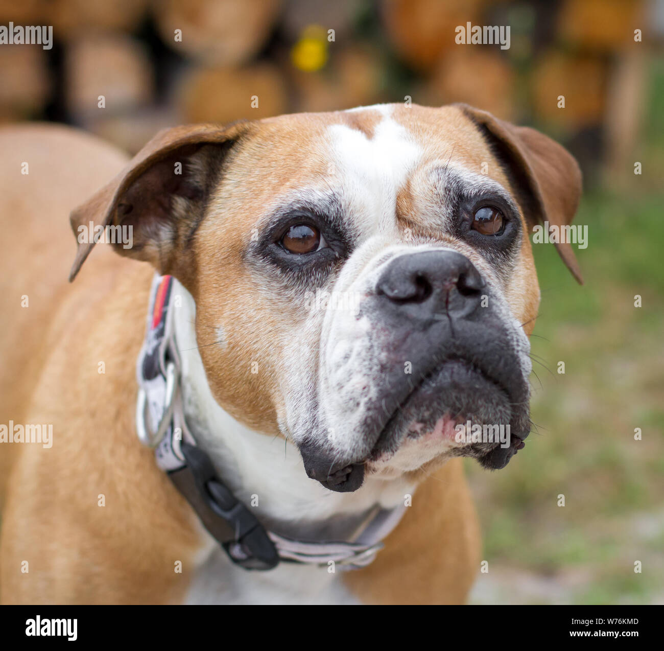 Olde English Bulldog, tipo Leavitt Foto Stock