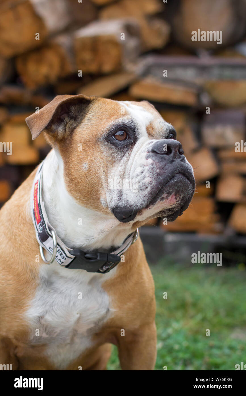 Olde English Bulldog, tipo Leavitt Foto Stock