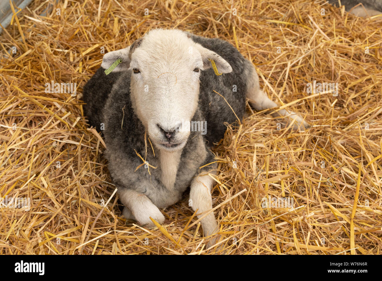 Herdwick Pecore, una razza rustica di bestiame nativo di Cumbria Foto Stock